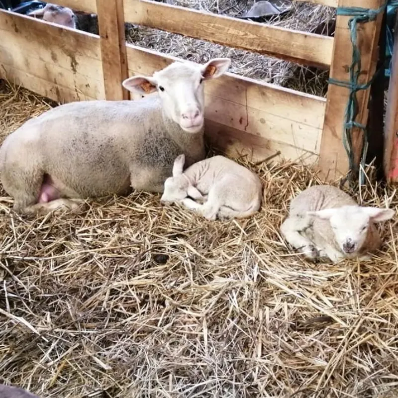 produits fermiers près de Attre