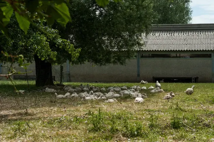 Le Poulet de Gibecq agneau