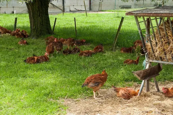 Le Poulet de Gibecq volaille