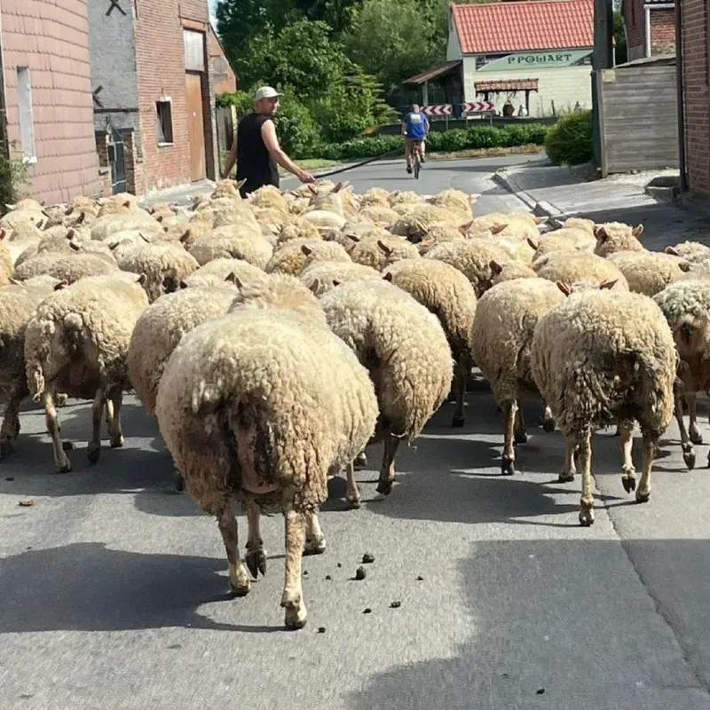 agneau bio près de Attre