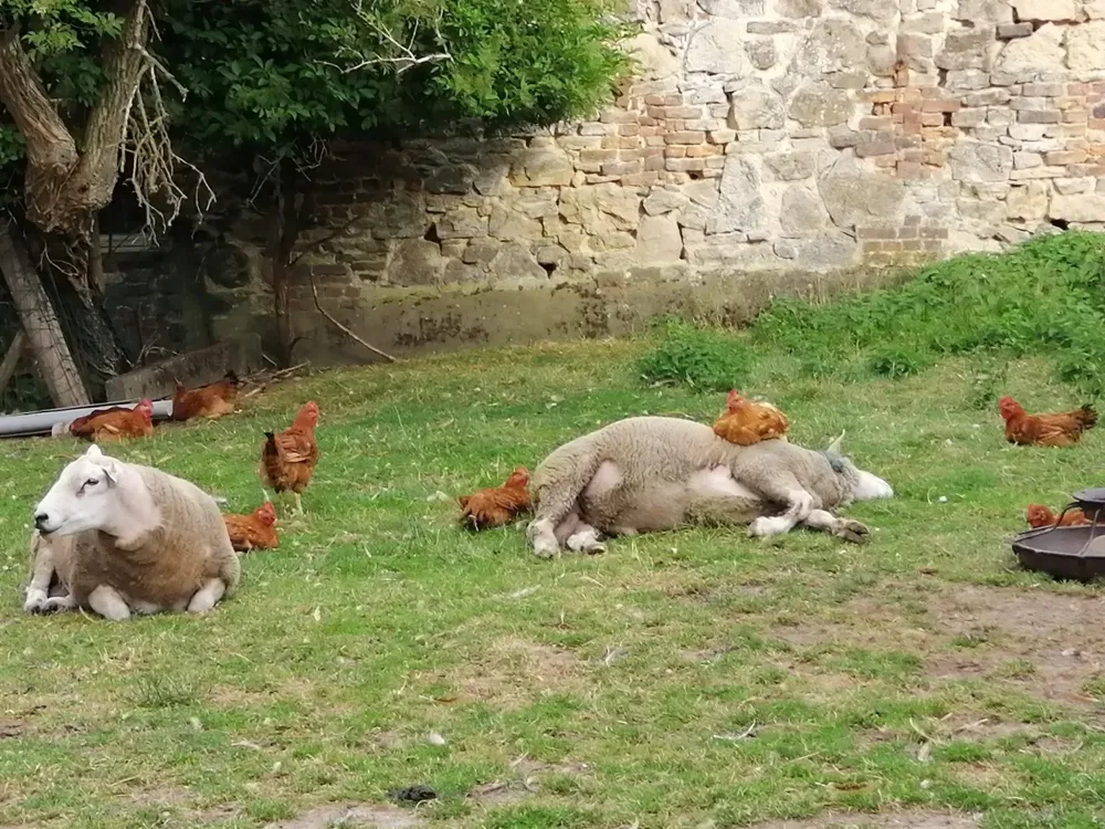 produits laitiers locaux près de Attre